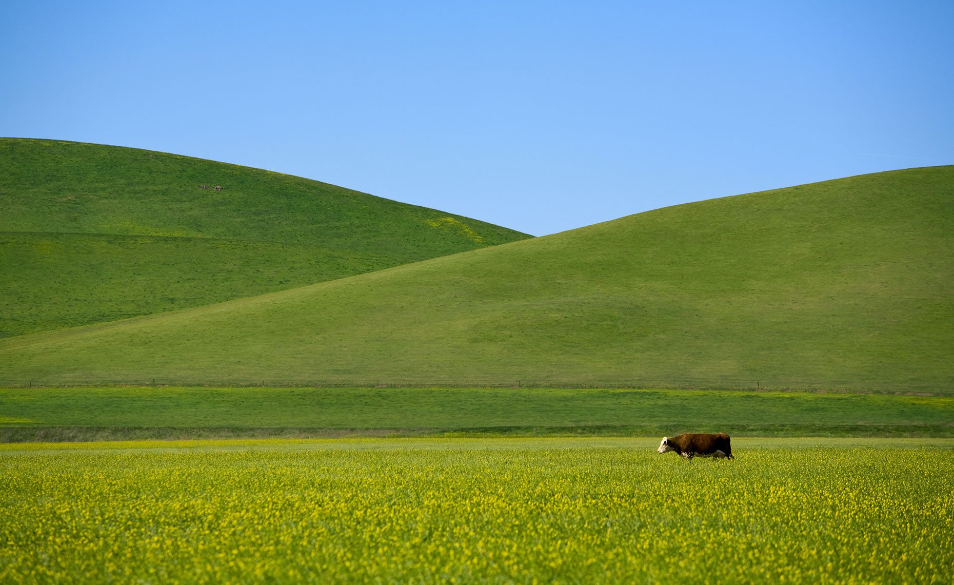 Cow California Photography Central Valley